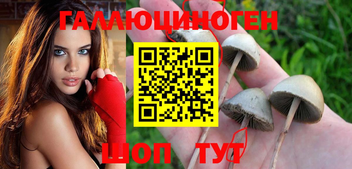 Галлюциногенные грибы Cubensis Пугачёв